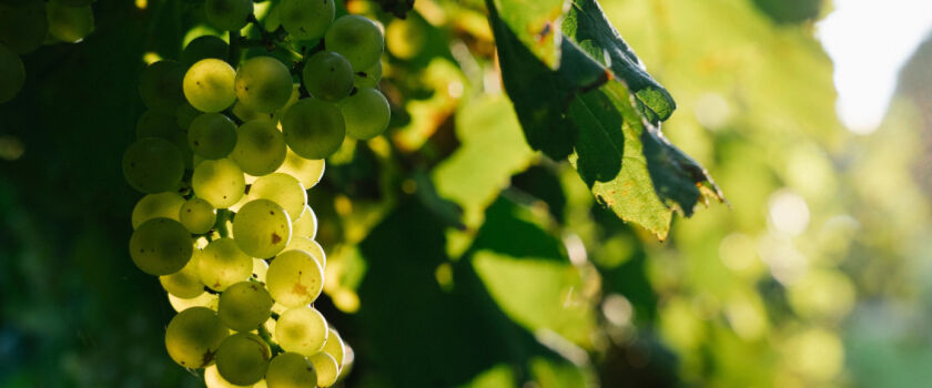 Penfolds Chardonnay Grapes